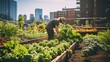 A City Farmer takes care of the Vegetable Garden, collects Fresh Vegetables in the Communal Roof Garden. Agriculture, Harvest, Summer, Autumn, Organic Products, Healthy Food, Vegetarianism concepts.