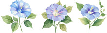 Botanical Elements Collection: Morning Glory In Pastel Watercolors - High-Quality PNG Images On A Clean White Background