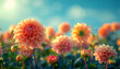 Pink dahlia field in the spring with beautiful sunlight. Beautiful field with pink and yellow dahlia flowers, garden filled with sun light and dahlias