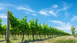 A row of green vines in a field with a blue sky in