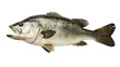 Largemouth Bass Fish Isolated on White Background, Side view of a largemouth bass fish, with its characteristic open mouth, isolated on a white background, a common freshwater fishing catch.