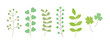 Set of hand drawn illustrations of various fresh green plant leaves. Eucalyptus, clover, four-leaf clover, fruit.