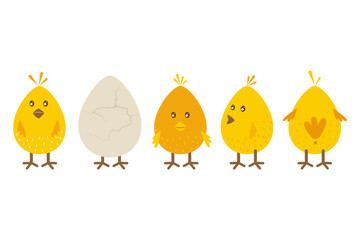 Set of small chickens on a white background. Vector illustration in cartoon, flat style.