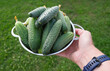 A person is holding a bowl full of cucumbers. Close up.