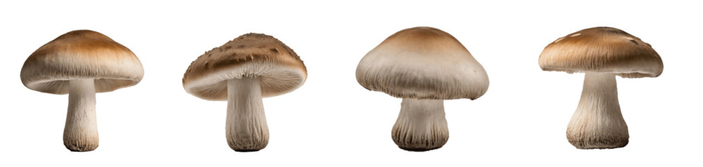 Wall Mural - set of mushrooms isolated on transparent background