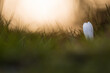 Aufnahme einer weißen Krokusblüte im Gegenlicht