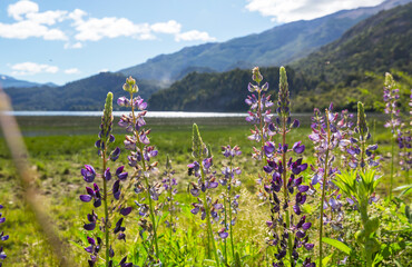 Canvas Print - Wildflowers