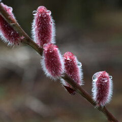 Wall Mural - Close-up of Japanese Willow with pink flowers covered by raindrops. Salix gracilistyla 'Mt. Aso' in bloom