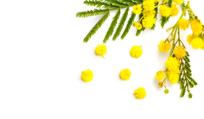 Canvas Print - Mimosa spring flowers branch border design isolated on white background, top view. Bouquet of beautiful yellow fresh mimosa. Easter, Mother's Day holiday greeting card. Flat lay