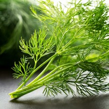 Green Delight: Close-Up Shot Of Aromatic Fresh Dill Sprig