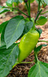 Young sweet pepper plant with fruit growing on a plant. Vertical crop. Close up.