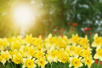 Wall Mural - a beautiful spring colored flower field