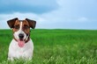 An adorable dog  outdoor on green grass