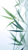 Fototapeta Dziecięca - Soft Green bamboo on white for your design and wallpaper