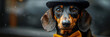 portrait of a dog,
Elegant dachshund dog wearing a top hat and bowtie