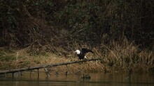 Bald Eagle Catches A Fish From A Log