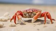 © Paworn - Crab stands guard on a sandy beach