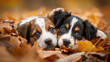 Two young dogs resting comfortably in a pile of fallen autumn leaves