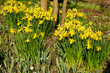 Blühende Osterglocken in einem Park, Narzissen (Narcissus), Nordrhein-Westfalen, Deutschland, Europa