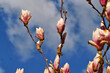 Rot- weiße Magnolienblüten vor blauem Himmel