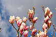 Rot- weiße Magnolienblüten vor blauem Himmel