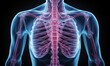 © Pumapala - an X-ray of the chest and ribcage, the structure of the thoracic cavity