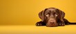 Un chien de race labrador, sur fond jaune, image avec espace pour texte.