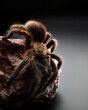 Exotic Bird-Eating Spiders in Stunning 4K Close-up Footage