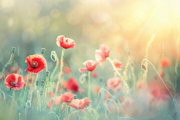 Beautiful meadow with red poppy flowers in the sunlight