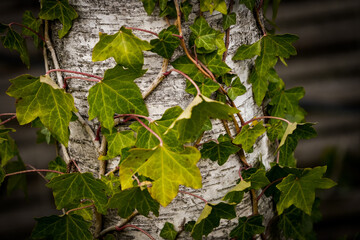 Wall Mural - leaves on a branch, klimop op een berk boom