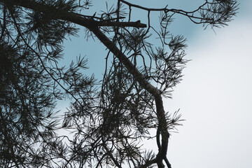 Wall Mural - branches of a tree against the sky