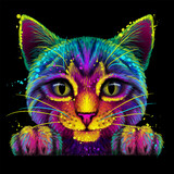 Fototapeta Konie - Abstract, multicolored portrait of a smooth-haired cat in watercolor style on a black background. 