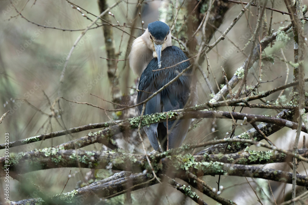 Bihoreau gris, Héron bihoreau,.Nycticorax nycticorax, Black crowned ...