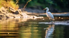 Bird And River In Beautiful Forest, Bird Catching Fish