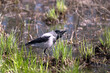Big gray crow sits in grass on shallow water in spring day view in profile