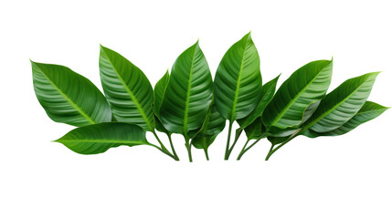 Wall Mural - Tropical green leaves isolated on transparent and white background.PNG image.