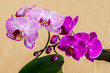 Two blooming Phalinopsis orchids