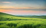 Fototapeta Tulipany - Minimalist Summer Landscape