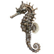 Photo of seahorse isolated on transparent background