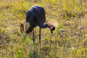 Sticker - The grey crowned crane (Balearica regulorum)