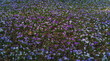 Große Blumenwiese im Park mit verschieden Farbigen Krokusse 