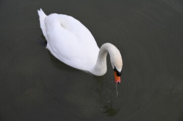 Poster - Cygne blanc turberculé