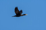 Fototapeta Na sufit - ptak kormoran w locie na tle niebieskiego nieba