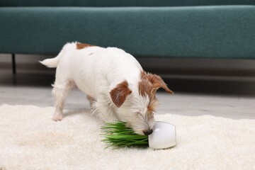 Wall Mural - Cute dog near overturned houseplant on rug indoors