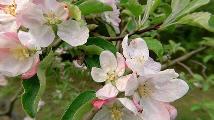 Sticker - Macro footage of white flowers of apple tree in morning dew. Nice spring scene of apple garden in April. Beautiful floral background. White flowers waving on the wind. 4K video (Ultra High Definition)