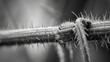 a black and white photo of a plant's spiky, long, thin, spiky needles.