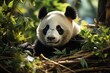Panda bear relaxes between Bambus in its natural habitat., generative IA