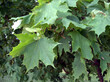 Big green maple leaves on tree branches in the deep deciduous forest close up view