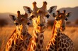 Elegant giraffes cross the golden savannah., generative IA