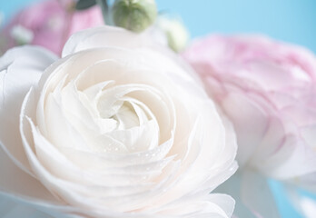 Wall Mural - Creamy ranunculus and a beautiful blurred bouquet on a soft blue background. Extreme flower close up. 